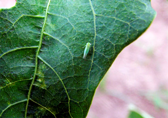 Figura 7 - Cigarrinha Verde. Fonte: Agência Embrapa. Acesso em: 26 jun. 2020.