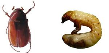 Figura 8 - Fase adulta e larval respectivamente do Coró-do-trigo. Fonte: Agência Embrapa. Acesso em: 26 jun. 2020. pragas na agricultura 