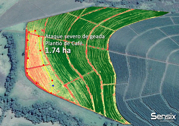 Levantamento de área afetada por geada em plantio cafeeiro.