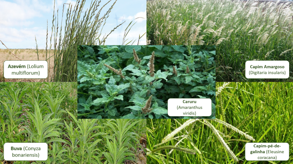  Plantas daninhas frequentes no Brasil. Fonte: Manejo de Plantas Daninhas Adama.