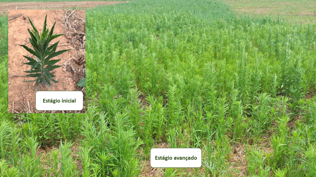  Comparação de estágios distintos de desenvolvimento de Buva (Conyza bonariensis). FonteAssociação de saflufenacil e 2,4-D para controle de Conyza spp. com diferentes estaturas: efeito nos componentes de produtividade da soja. 