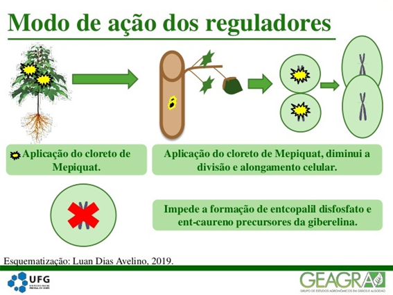 Modo de ação dos reguladores de crescimento.