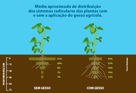Média aproximada de distribuição dos sistemas radiculares das plantas com e adição de gesso agrícola. 