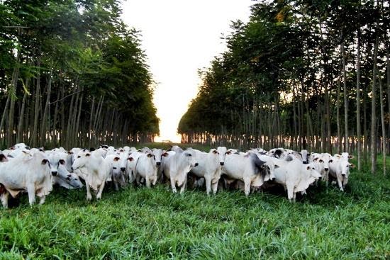 ILPF: Agricultura de baixo carbono mais utilizada no Brasil – Fonte: Embrapa